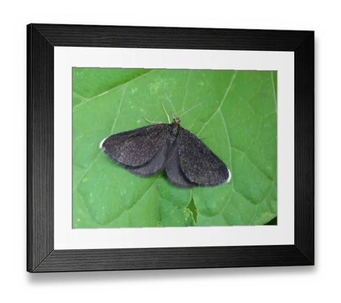 Framed Print : Chimney Sweeper (Odezia atrata) adult, resting on leaf, Italian Alps, Italy, July Framed Print : Chimney Sweeper (Odezia atrata) adult, resting on leaf, Italian Alps, Italy, July
