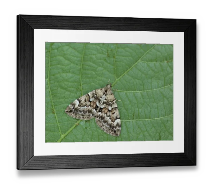 Framed Print : Spruce Carpet Moth (Thera britannica) adult, resting on leaf, Cannobina Valley, Italian Alps, Piedmont, Northern Italy