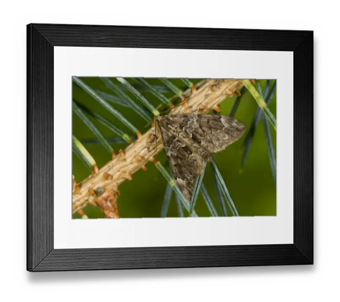 Framed Print : Spruce Carpet Moth (Thera britannica) adult, resting on Sitka Spruce (Picea sitchensis) shoot, Powys, Wales, September Framed Print : Spruce Carpet Moth (Thera britannica) adult, resting on Sitka Spruce (Picea sitchensis) shoot, Powys, Wales, September