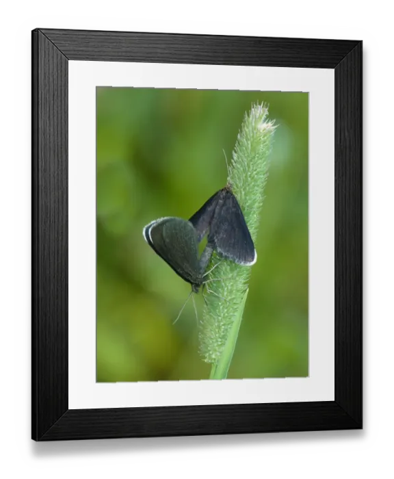 Framed Print : Chimney Sweeper (Odezia atrata) adult pair, mating on grass, Italian Alps, Italy, July