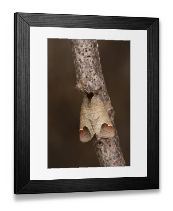 Framed Print : Chocolate-tip Moth (Clostera curtula) adult male, resting on twig, Oxfordshire, England, August Framed Print : Chocolate-tip Moth (Clostera curtula) adult male, resting on twig, Oxfordshire, England, August