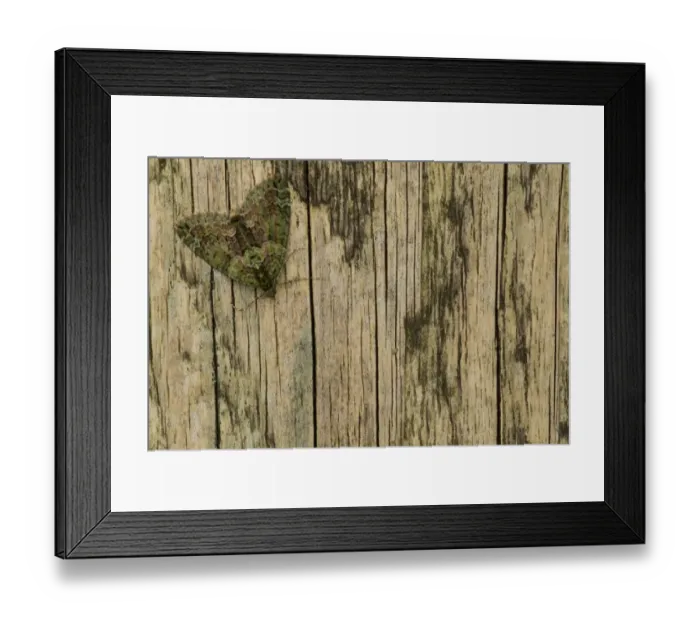 Framed Print : Red-green Carpet Moth (Chloroclysta siterata) adult, resting on wooden gatepost, Sheffield, South Yorkshire, England
