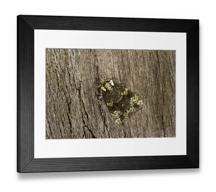 Framed Print : Coronet Moth (Craniophora ligustri) adult, resting on bark, Oxfordshire, England, July Framed Print : Coronet Moth (Craniophora ligustri) adult, resting on bark, Oxfordshire, England, July