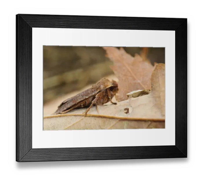 Framed Print : Cousin German (Protolampra sobrina) adult, resting on fallen leaf, Clumber Park, Nottinghamshire, England, October Framed Print : Cousin German (Protolampra sobrina) adult, resting on fallen leaf, Clumber Park, Nottinghamshire, England, October