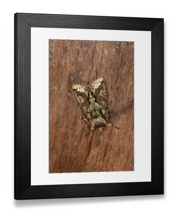 Framed Print : Green-brindled Crescent (Allophyes oxyacanthae) adult, resting on bark, Oxfordshire, England, September Framed Print : Green-brindled Crescent (Allophyes oxyacanthae) adult, resting on bark, Oxfordshire, England, September