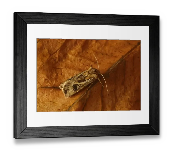 Framed Print : Archers Dart (Agrotis vestigialis) adult, resting on leaf, Norfolk, England, August
