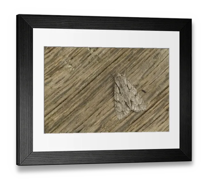 Framed Print : Grey Dagger Moth (Acronicta psi) adult, Sheffield, South Yorkshire, England, July Framed Print : Grey Dagger Moth (Acronicta psi) adult, Sheffield, South Yorkshire, England, July