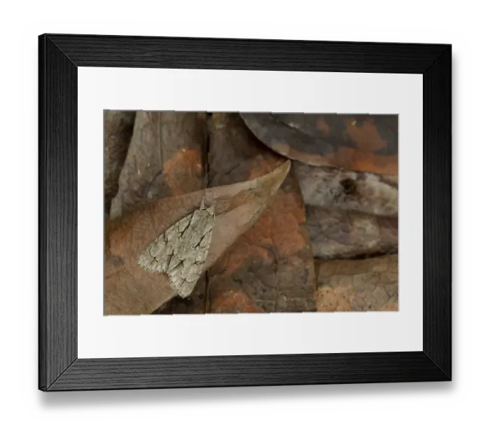 Framed Print : Grey Dagger Moth (Acronicta psi) adult, Sheffield, South Yorkshire, England, July Framed Print : Grey Dagger Moth (Acronicta psi) adult, Sheffield, South Yorkshire, England, July