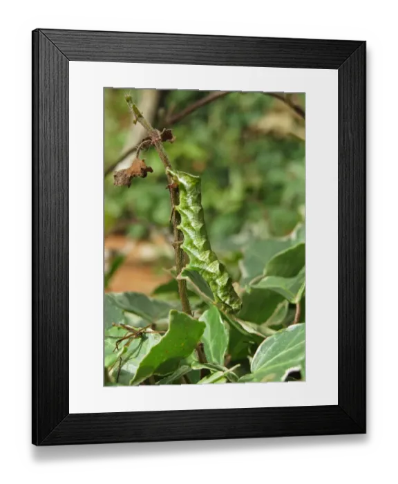 Framed Print : Dot Moth (Melanchra persicariae) caterpillar, on stem, Norfolk, England, September