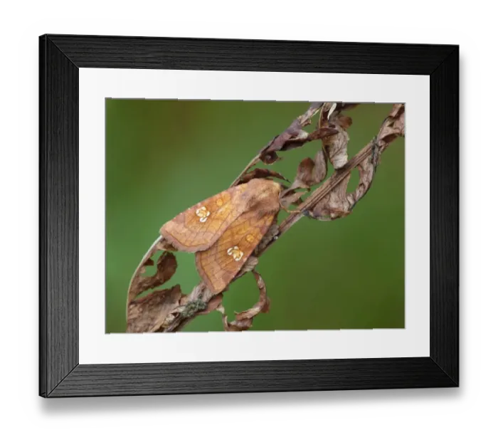 Framed Print : Ear Moth (Amphipoea oculea) adult, resting on dry fern frond, Cannobina Valley, Italian Alps, Piedmont, Northern Italy Framed Print : Ear Moth (Amphipoea oculea) adult, resting on dry fern frond, Cannobina Valley, Italian Alps, Piedmont, Northern Italy