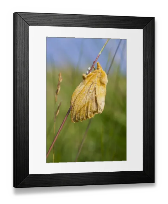 Framed Print : Drinker Moth (Euthrix potatoria) adult female, laying eggs on grass stem, Ceredigion, Wales, July