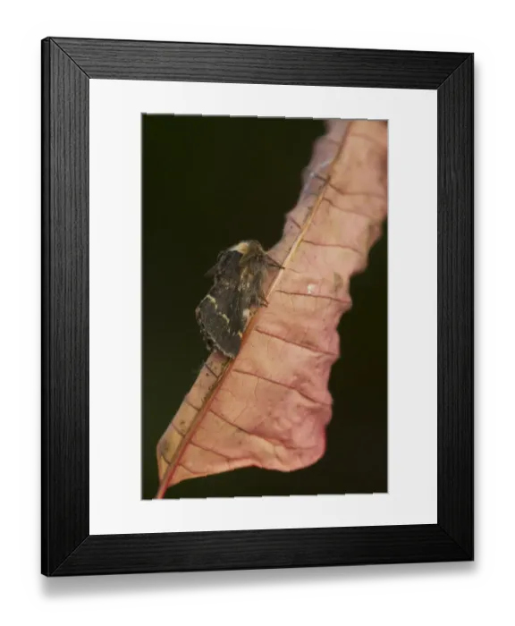 Framed Print : December Moth (Poecilocampa populi) adult, resting on leaf, Sheffield, South Yorkshire, England, November Framed Print : December Moth (Poecilocampa populi) adult, resting on leaf, Sheffield, South Yorkshire, England, November