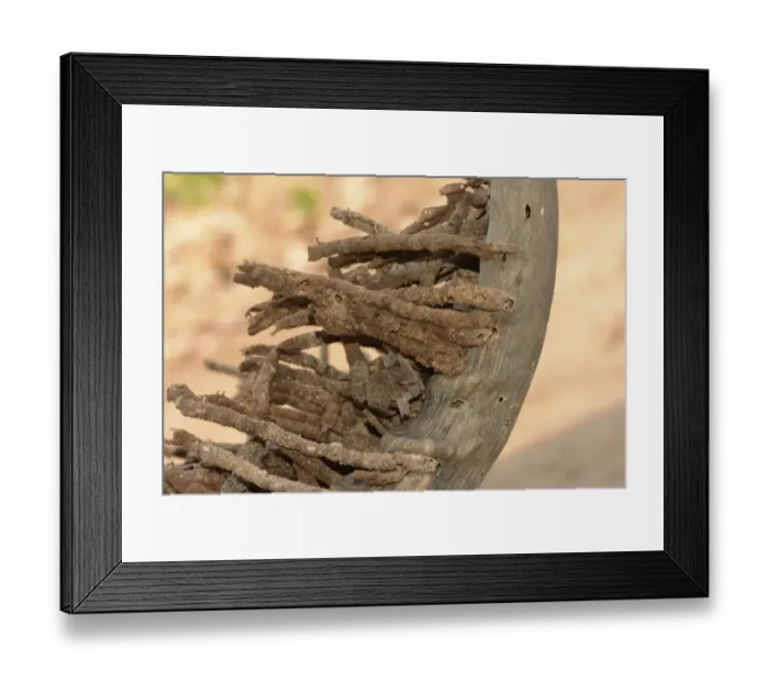 Framed Print : Horn Moth (Ceratophaga vastella) larval faecal towers erupting out of horn, one of few animals that feeds on keratin Framed Print : Horn Moth (Ceratophaga vastella) larval faecal towers erupting out of horn, one of few animals that feeds on keratin