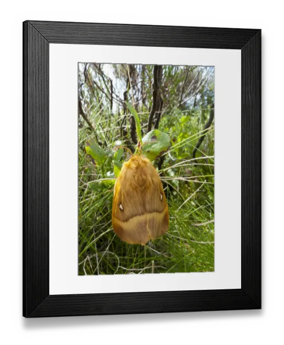 Framed Print : Oak Eggar Moth (Lasiocampa quercus) adult female, resting on bilberry, Powys, Wales, August Framed Print : Oak Eggar Moth (Lasiocampa quercus) adult female, resting on bilberry, Powys, Wales, August