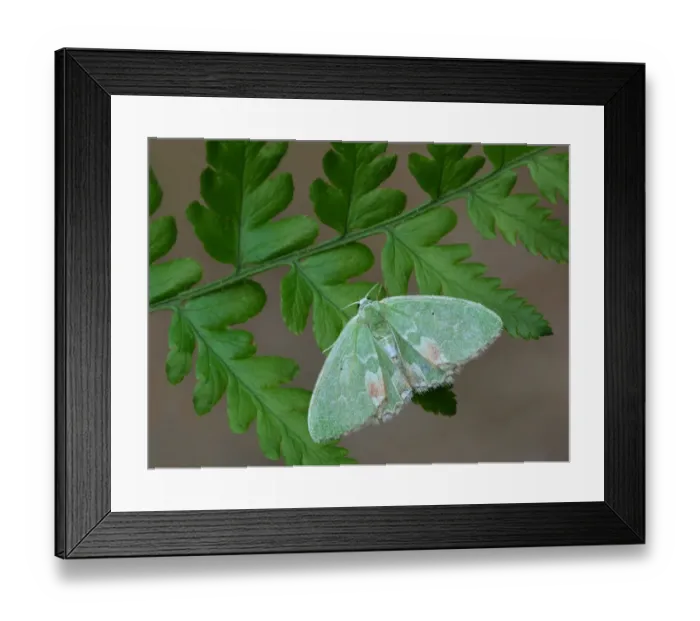 Framed Print : Blotched Emerald (Comibaena bajularia) adult, resting on fern frond, Cannobina Valley, Italian Alps, Piedmont Framed Print : Blotched Emerald (Comibaena bajularia) adult, resting on fern frond, Cannobina Valley, Italian Alps, Piedmont