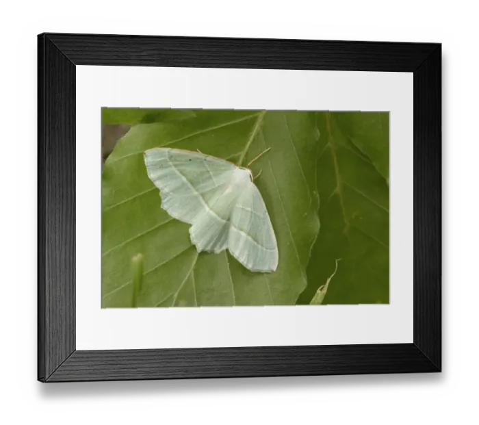 Framed Print : Small Grass Emerald (Chlorissa viridata) adult, resting on leaf, Oxfordshire, England, July Framed Print : Small Grass Emerald (Chlorissa viridata) adult, resting on leaf, Oxfordshire, England, July