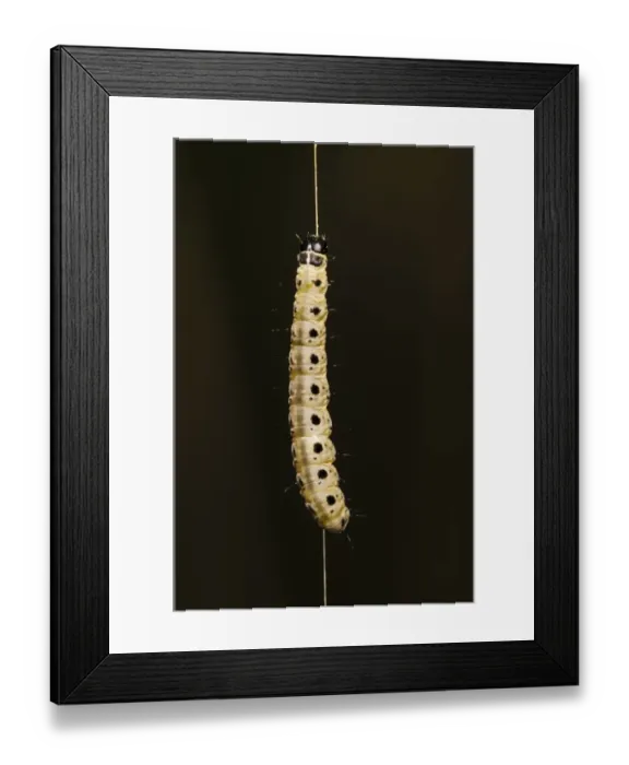 Framed Print : Spindle Ermine (Yponomeuta cagnagella) caterpillar, dangling on silken thread, Bexley, Kent, England, May Framed Print : Spindle Ermine (Yponomeuta cagnagella) caterpillar, dangling on silken thread, Bexley, Kent, England, May