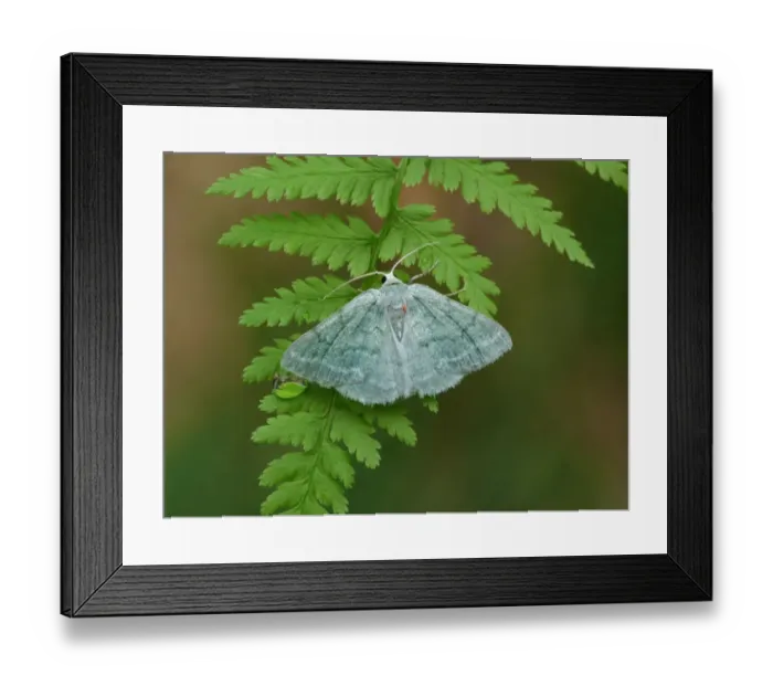 Framed Print : Grass Emerald (Pseudoterpna pruinata) adult male, resting on Lady Fern (Anthyrium filix-femina) frond Framed Print : Grass Emerald (Pseudoterpna pruinata) adult male, resting on Lady Fern (Anthyrium filix-femina) frond