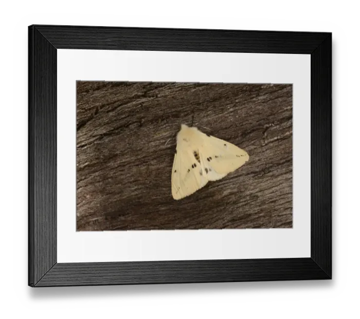 Framed Print : Buff Ermine (Spilosoma luteum) adult male, resting on bark, Oxfordshire, England, June Framed Print : Buff Ermine (Spilosoma luteum) adult male, resting on bark, Oxfordshire, England, June