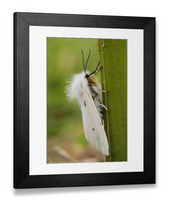 Framed Print : White Ermine (Spilosoma lubricipeda) adult, clinging to stem, Skomer Island, Pembrokeshire, Wales, May Framed Print : White Ermine (Spilosoma lubricipeda) adult, clinging to stem, Skomer Island, Pembrokeshire, Wales, May