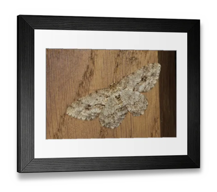 Framed Print : Engrailed Moth (Ectropis bistortata) adult, resting on window frame, Powys, Wales, April Framed Print : Engrailed Moth (Ectropis bistortata) adult, resting on window frame, Powys, Wales, April