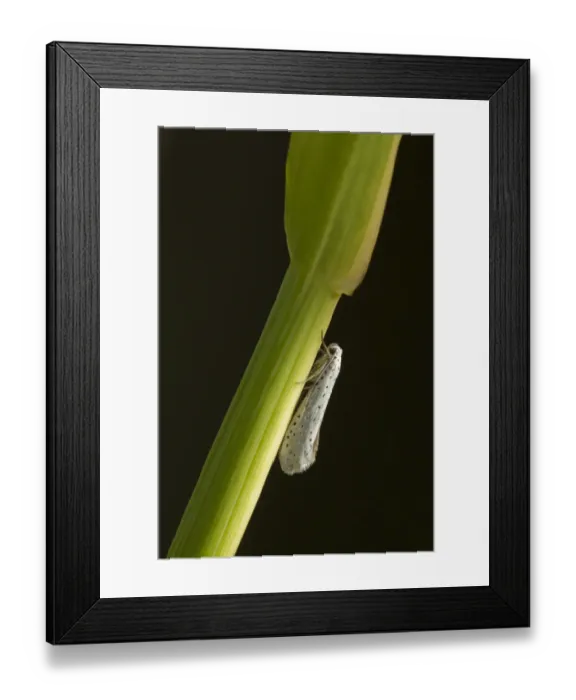Framed Print : Orchard Ermine (Yponomeuta padella) adult, resting on grass, Sheffield, South Yorkshire, England, July Framed Print : Orchard Ermine (Yponomeuta padella) adult, resting on grass, Sheffield, South Yorkshire, England, July