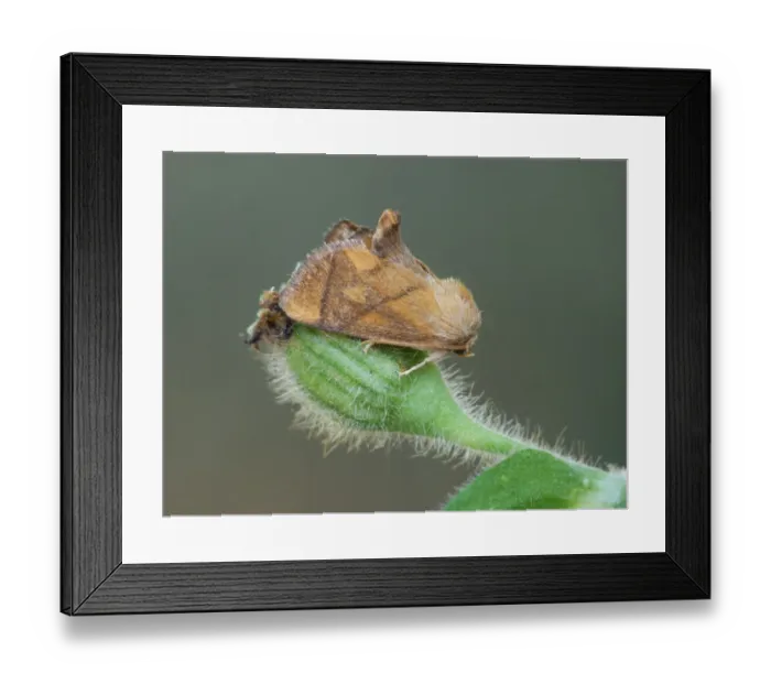Framed Print : Festoon (Apoda limacodes) adult female, resting on Red Campion (Silene dioica) bud, Cannobina Valley, Italian Alps Framed Print : Festoon (Apoda limacodes) adult female, resting on Red Campion (Silene dioica) bud, Cannobina Valley, Italian Alps