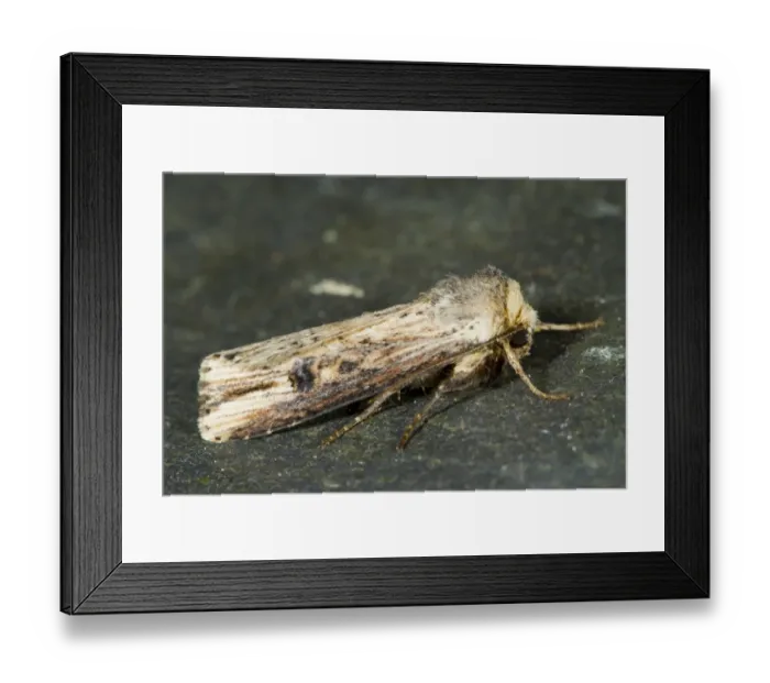 Framed Print : The Flame (Axylia putris) adult, Powys, Wales, July Framed Print : The Flame (Axylia putris) adult, Powys, Wales, July