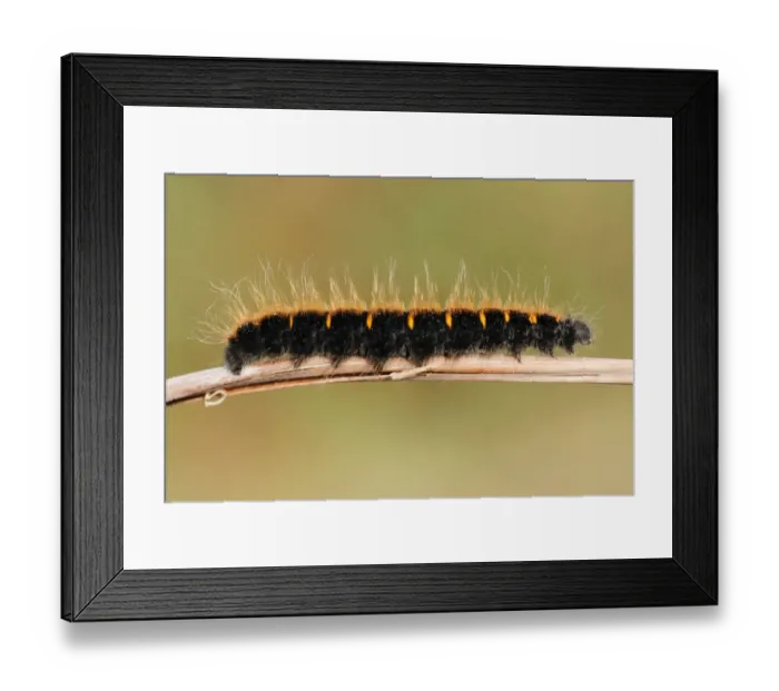Framed Print : Fox Moth (Macrothylacia rubi) caterpillar, on bracken stem in lowland heathland, Godlingston Heath Framed Print : Fox Moth (Macrothylacia rubi) caterpillar, on bracken stem in lowland heathland, Godlingston Heath