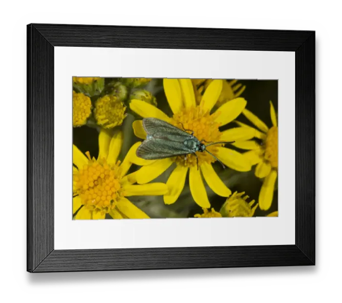 Framed Print : Common Forester (Adscita statices) adult, feeding on ragwort flowers, on chalk downland, Dorset, England, July Framed Print : Common Forester (Adscita statices) adult, feeding on ragwort flowers, on chalk downland, Dorset, England, July