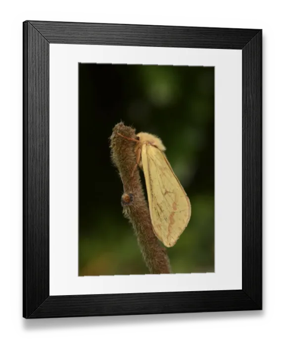 Framed Print : Ghost Moth (Hepialus humuli) adult female, resting on twig, Oxfordshire, England, July Framed Print : Ghost Moth (Hepialus humuli) adult female, resting on twig, Oxfordshire, England, July