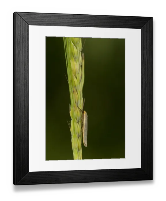 Framed Print : Common Footman (Manulea lurideola) adult, resting on cereal seedhead, Sheffield, South Yorkshire, England, July Framed Print : Common Footman (Manulea lurideola) adult, resting on cereal seedhead, Sheffield, South Yorkshire, England, July