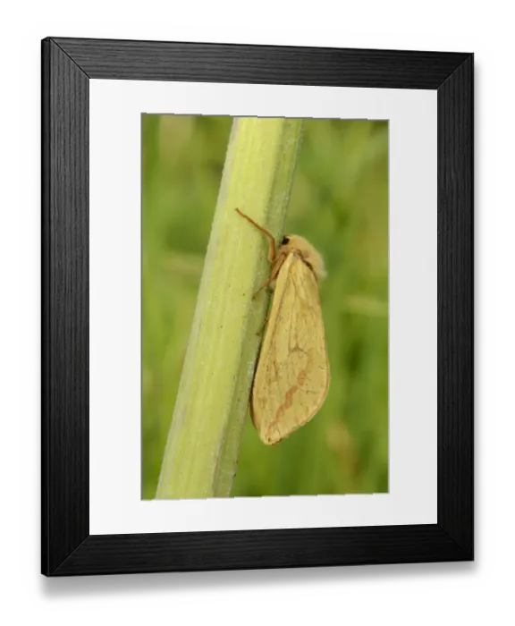 Framed Print : Ghost Moth (Hepialus humuli) adult female, resting on stem, Oxfordshire, England, July Framed Print : Ghost Moth (Hepialus humuli) adult female, resting on stem, Oxfordshire, England, July