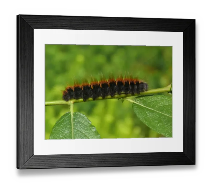 Framed Print : Fox Moth (Macrothylacia rubi) caterpillar, on Goat Willow (Salix caprea) foodplant, Italian Alps, Italy, July Framed Print : Fox Moth (Macrothylacia rubi) caterpillar, on Goat Willow (Salix caprea) foodplant, Italian Alps, Italy, July