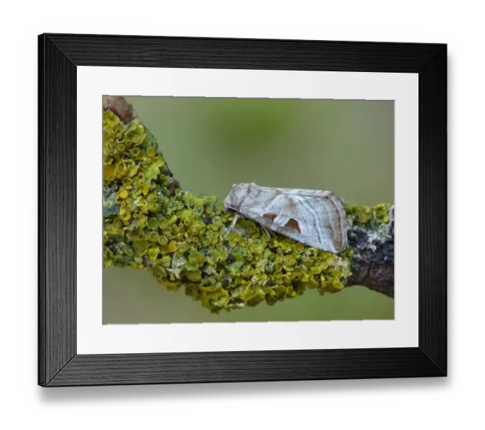 Framed Print : Silvery Gem (Eucarta virgo) adult, resting on lichen covered twig, Cannobina Valley, Italian Alps, Piedmont Framed Print : Silvery Gem (Eucarta virgo) adult, resting on lichen covered twig, Cannobina Valley, Italian Alps, Piedmont
