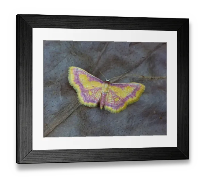 Framed Print : Purple-bordered Gold Moth (Idaea muricata) adult, roosting on decaying vegetation, Cannobina Valley, Italian Alps Framed Print : Purple-bordered Gold Moth (Idaea muricata) adult, roosting on decaying vegetation, Cannobina Valley, Italian Alps