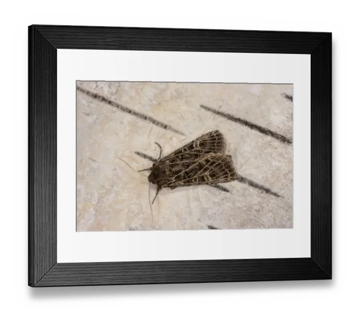 Framed Print : Common Gothic (Naenia typica) adult, resting on birch bark, Oxfordshire, England, September Framed Print : Common Gothic (Naenia typica) adult, resting on birch bark, Oxfordshire, England, September