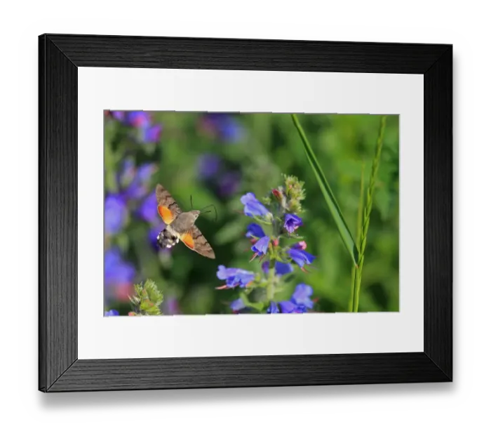 Framed Print : Hummingbird Hawkmoth (Macroglossum stellatarum) adult, in flight, feeding at flowers, Switzerland, June Framed Print : Hummingbird Hawkmoth (Macroglossum stellatarum) adult, in flight, feeding at flowers, Switzerland, June