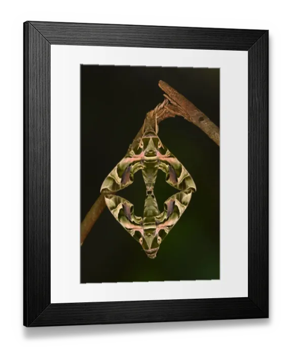 Framed Print : Oleander Hawkmoth (Daphnis nerii) adult pair, mating, hanging from twig, captive bred Framed Print : Oleander Hawkmoth (Daphnis nerii) adult pair, mating, hanging from twig, captive bred