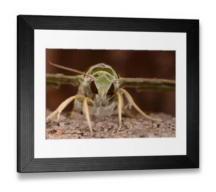 Framed Print : Oleander Hawkmoth (Daphnis nerii) adult, close-up of head, resting on tree trunk, captive bred Framed Print : Oleander Hawkmoth (Daphnis nerii) adult, close-up of head, resting on tree trunk, captive bred