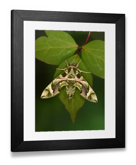 Framed Print : Oleander Hawkmoth (Daphnis nerii) adult, resting on leaf, captive bred Framed Print : Oleander Hawkmoth (Daphnis nerii) adult, resting on leaf, captive bred