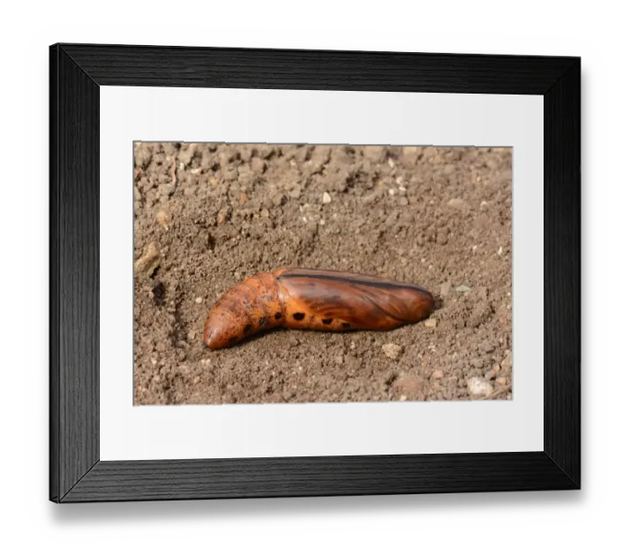 Framed Print : Oleander Hawkmoth (Daphnis nerii) pupa, captive bred Framed Print : Oleander Hawkmoth (Daphnis nerii) pupa, captive bred