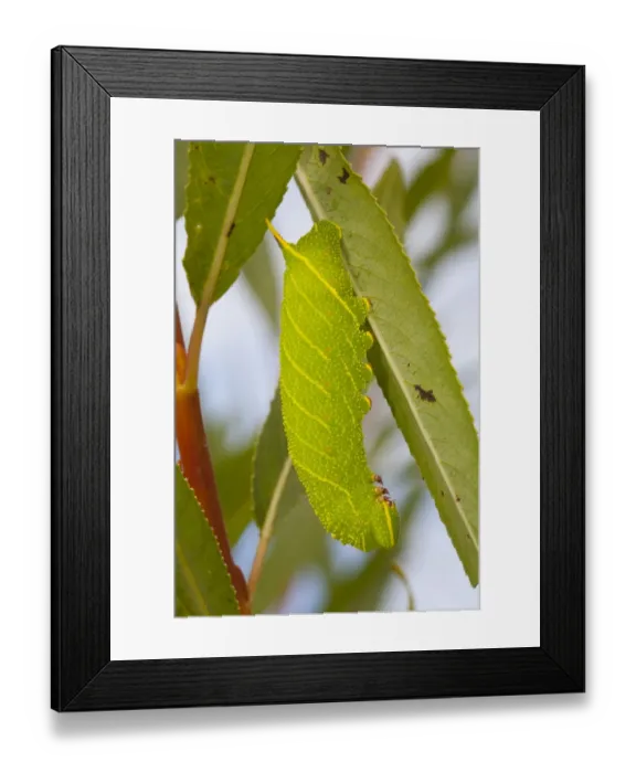 Framed Print : Poplar Hawkmoth (Laothoe populi) full-grown larva, on willow leaf, Powys, Wales, September Framed Print : Poplar Hawkmoth (Laothoe populi) full-grown larva, on willow leaf, Powys, Wales, September