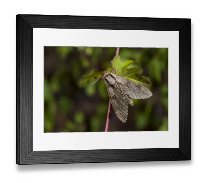 Framed Print : Pine Hawkmoth (Hyloicus pinastri) adult, resting on leaf, Norfolk, England, June Framed Print : Pine Hawkmoth (Hyloicus pinastri) adult, resting on leaf, Norfolk, England, June