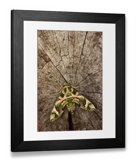 Framed Print : Oleander Hawkmoth (Daphnis nerii) adult, resting on log, captive bred Framed Print : Oleander Hawkmoth (Daphnis nerii) adult, resting on log, captive bred