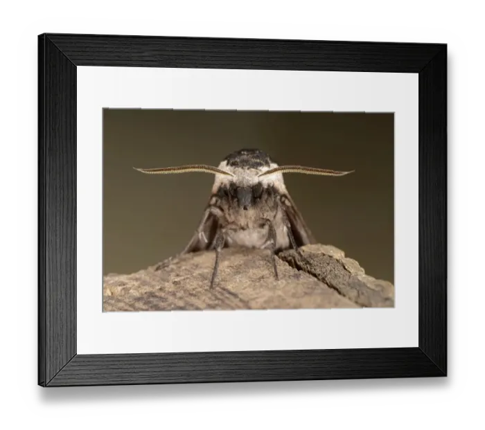 Framed Print : Privet Hawkmoth (Sphinx ligustri) adult, close-up of head and antennae, Oxfordshire, England, July Framed Print : Privet Hawkmoth (Sphinx ligustri) adult, close-up of head and antennae, Oxfordshire, England, July
