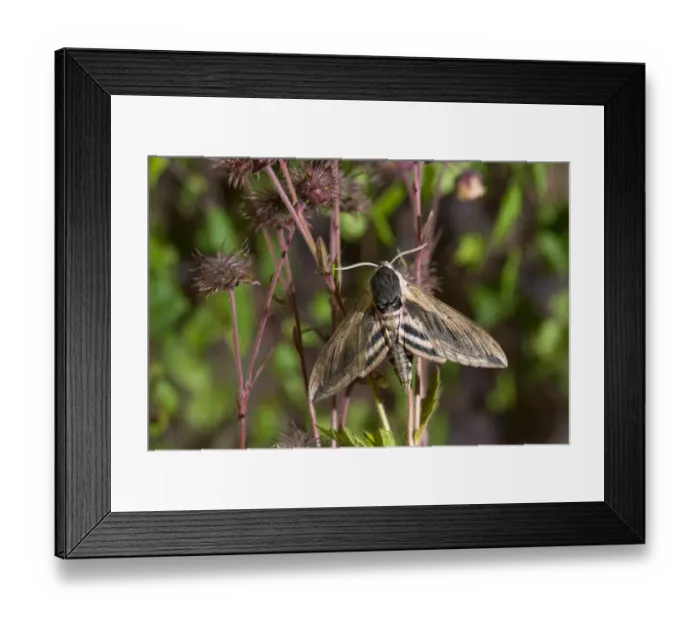 Framed Print : Privet Hawkmoth (Sphinx ligustri) adult, resting on seedhead, Norfolk, England, June