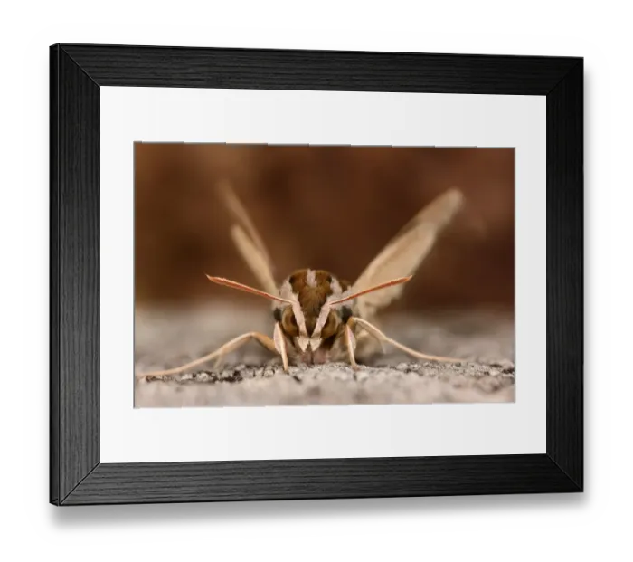 Framed Print : Silver-striped Hawkmoth (Hippotion celerio) adult, resting on tree trunk, captive bred Framed Print : Silver-striped Hawkmoth (Hippotion celerio) adult, resting on tree trunk, captive bred