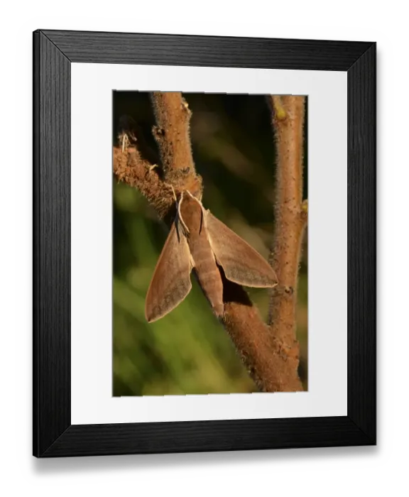 Framed Print : Levant Hawkmoth (Theretra alecto) adult, resting on twig, Cyprus, November Framed Print : Levant Hawkmoth (Theretra alecto) adult, resting on twig, Cyprus, November