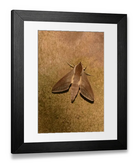Framed Print : Levant Hawkmoth (Theretra alecto) adult, resting on wall, Cyprus, November Framed Print : Levant Hawkmoth (Theretra alecto) adult, resting on wall, Cyprus, November